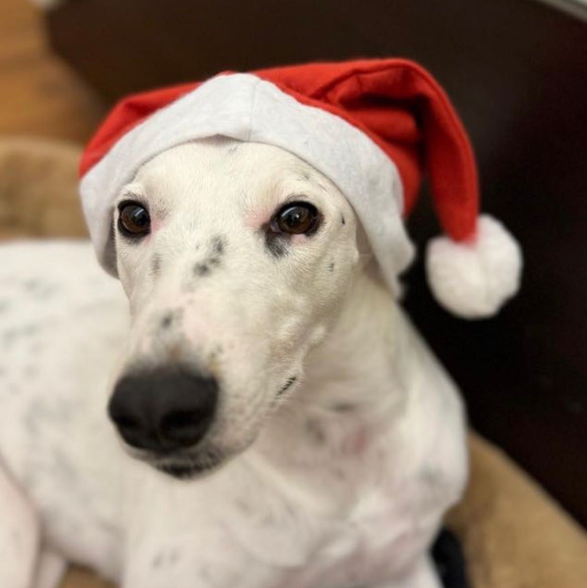 Jesse first Xmas in SG